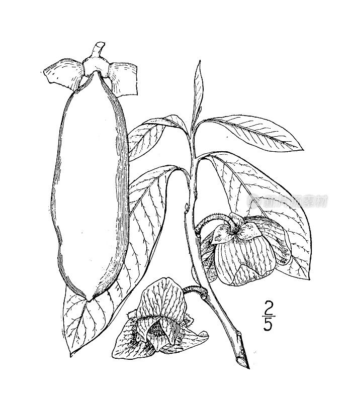 古植物学植物插图:Asimina triloba，北美外公